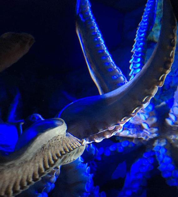 为什么乌贼会喷墨汁