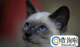 暹罗猫为什么那么便宜