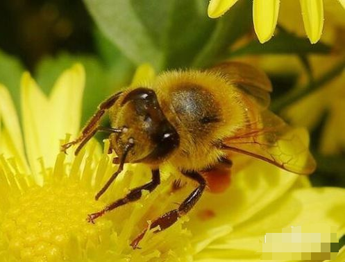 被虫子咬了怎么办