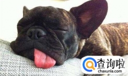 怎么让狗狗好好睡觉？