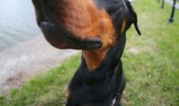 迷你杜宾犬怎么养