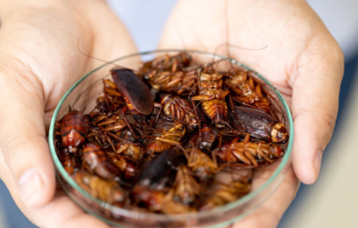 房间为什么有蟑螂