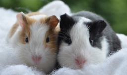 荷兰猪怎么分公母