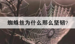 蜘蛛丝为什么那么坚韧