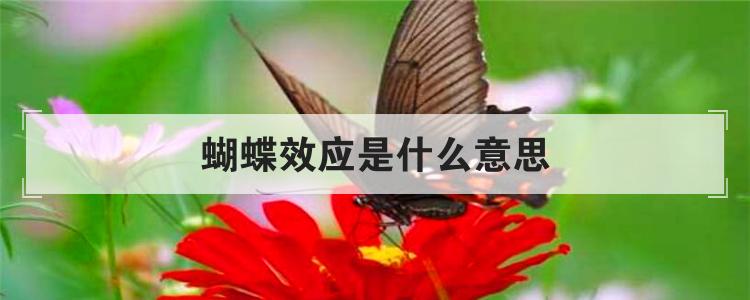 蝴蝶效应是什么意思