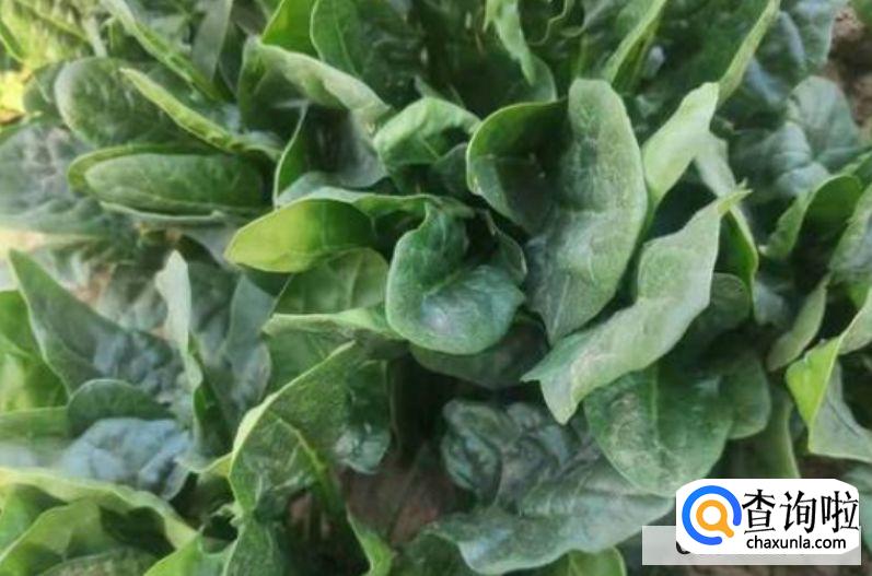 菠菜的储存方法