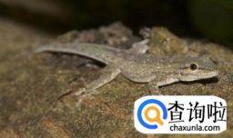 如何家养小壁虎