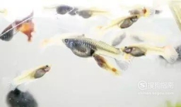 怎么判断孔雀鱼怀孕