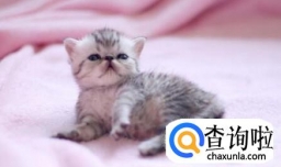 照顾未断奶的小流浪猫