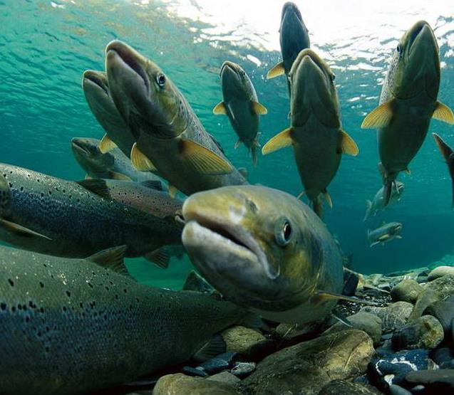 为什么有的鱼能监测水质污染