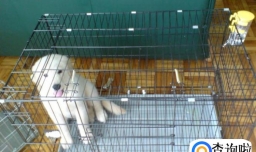 如何快递宠物到别的城市