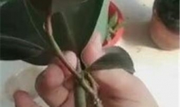 如何让扦插的橡皮树7天生根