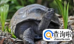 冬天新买的野生龟或者冬天乌龟比较好的冬眠方法