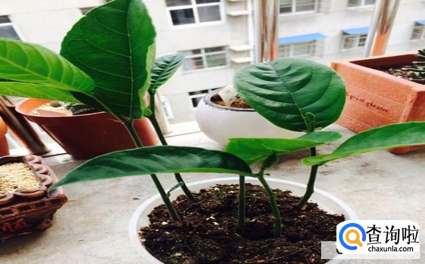 菠萝蜜核怎么发芽呢
