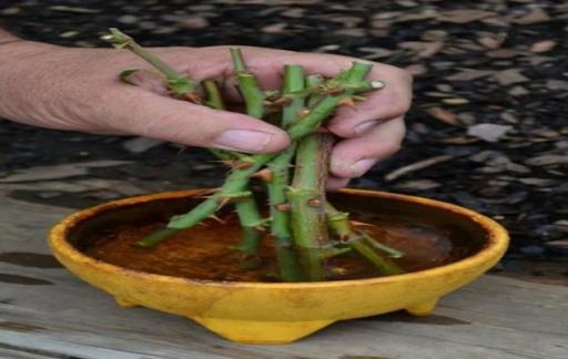 如何辨别扦插是否成功