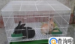 新手养兔子应该注意什么？怎么养兔子（幼兔）？