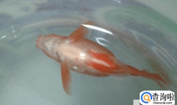 金鱼老是死去怎么回事？