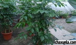 幸福树叶子掉光了怎么救