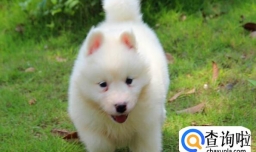 萨摩耶为什么会得皮肤病，萨摩耶得皮肤病的症状