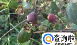 捻子酒的泡制方法