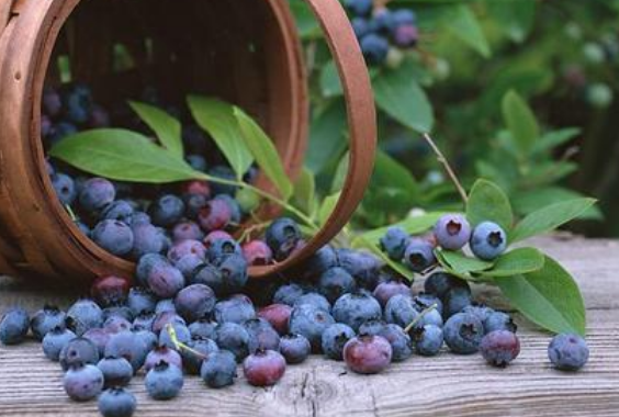蓝莓的功效与作用