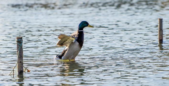 为什么鸭子的羽毛不沾水