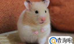 仓鼠金丝熊怎么养 养金丝熊要注意什么