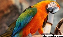 鹦鹉飞走了会回来吗