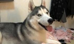 狗狗做绝育应当注意哪些事项