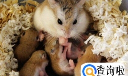 仓鼠生宝宝后该怎么处理 仓鼠生宝宝后怎么照顾