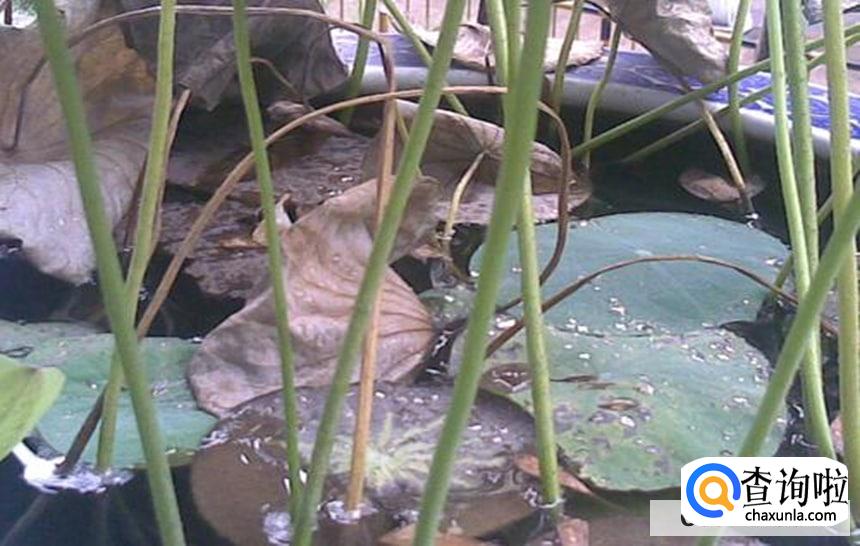 荷花叶子边缘干枯卷叶怎么处理