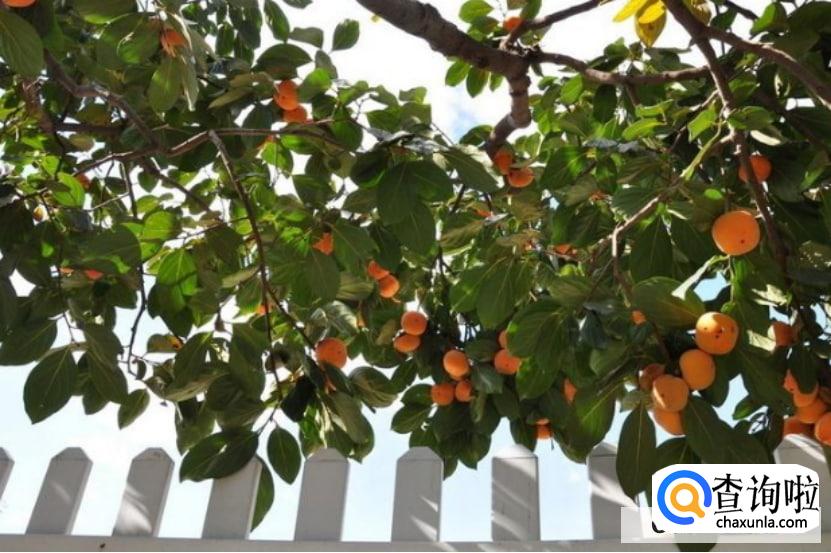 怎么嫁接柿子树