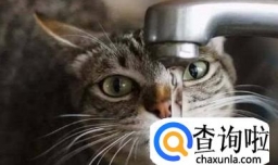 如何判断猫咪饮水量以及怎样让猫咪多喝水