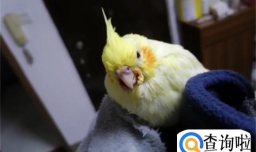 黄化玄凤鹦鹉会说话吗