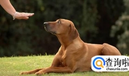 怎样训练又聪明又有纪律的狗