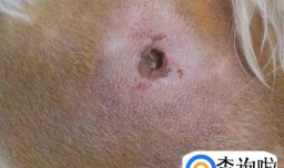 狗身上烂了生蛆怎么办