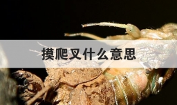 摸爬叉什么意思