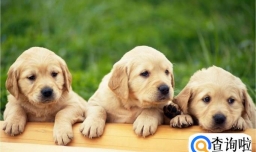 狗狗长期吃肉好不好