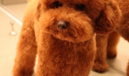 泰迪狗狗毛发护理的注意事项