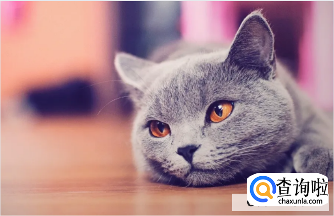 猫咪真的会生气吗