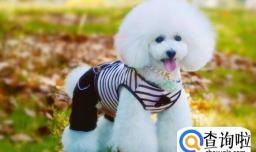 比熊得了皮肤病的症状，比熊为什么会有皮肤病