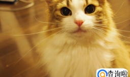 不能让猫咪吃什么？