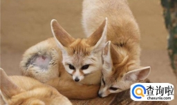 动物主要器官有哪些