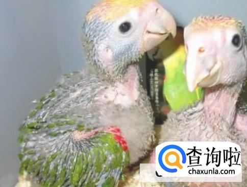 虎皮鹦鹉繁殖技巧