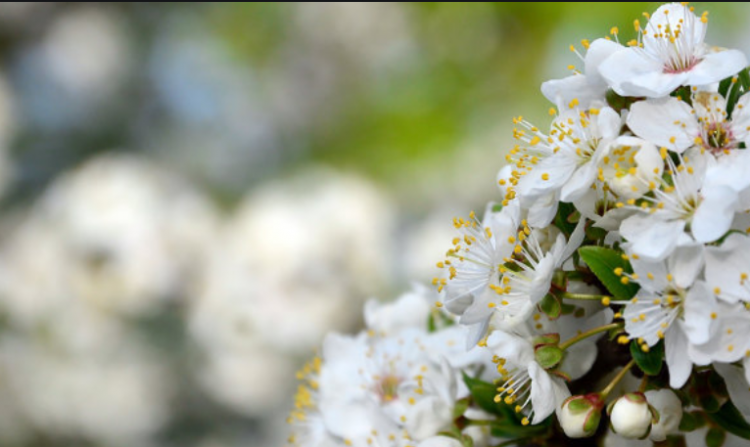 关于春天的成语有什么