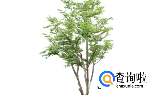 怎么能让龙须树分叉