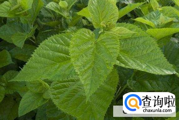 桑叶如何保存才可以给蚕宝宝吃