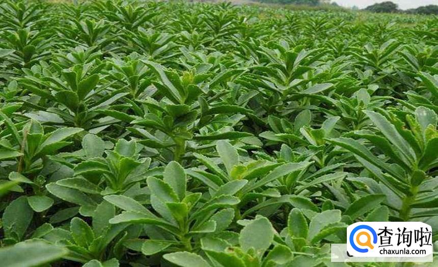 养心菜的播种方法是怎么样的