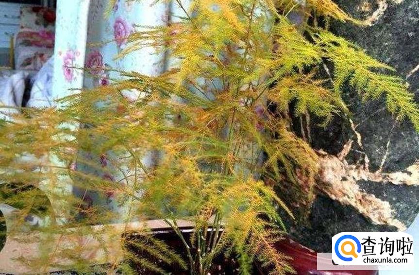 文竹叶子发黄干枯怎么处理