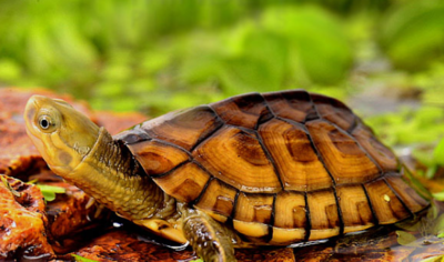 石金钱龟的功效与作用